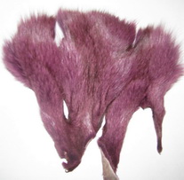 ����� ������������ ����� Fuschia